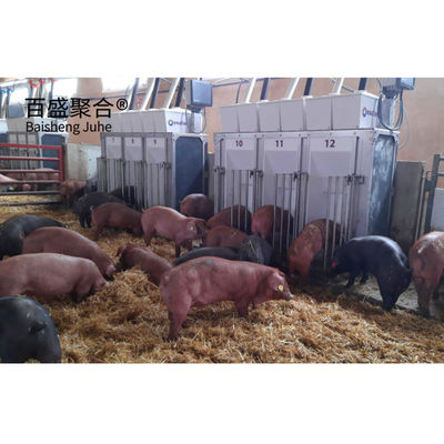 Estructura de acero de larga envergadura cobertizo de cerdos para hogar de cervecería agrícola Diseño de construcción