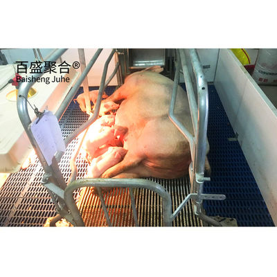 El sistema de alimentación automática para cerdos de alta tolerancia en la cría de cerdos