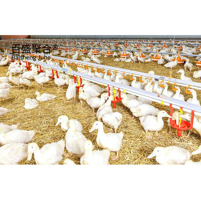 ± 1% Tolerancia Construcción rápida estructura de acero Casa de gallinas para granjas de aves prefabricadas