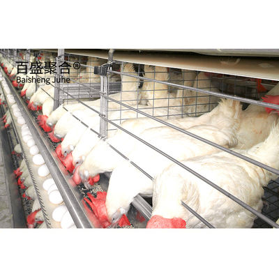 ± 1% Tolerancia Construcción rápida estructura de acero Casa de gallinas para granjas de aves prefabricadas