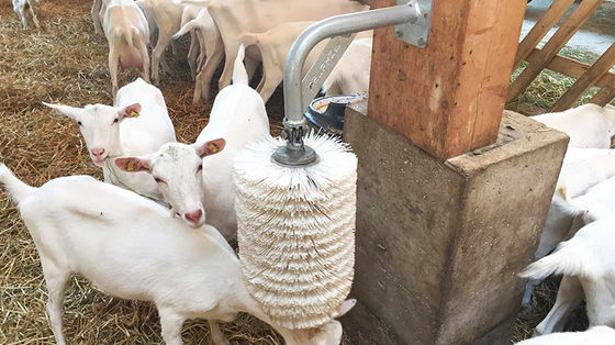 Casas de aves de corral de lado abierto Tipo de cobertizo prefabricado para la cría de cabras, cerdos, caballos y ganado