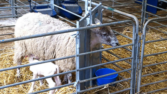 Casas de aves de corral de lado abierto Tipo de cobertizo prefabricado para la cría de cabras, cerdos, caballos y ganado