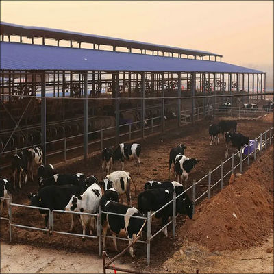 Cuadro de acero ligero Granja de vacas lecheras prefabricada con panel de sándwich y ventana de PVC